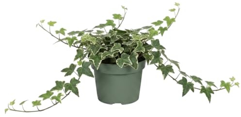 Hedera Helix Variegata Natural Hiedra variegada - DECOALIVE Planta Viva para Interior o Terraza Maceta 13 cm Altura 25 cm