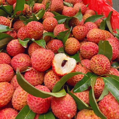 40samen Litschi - exotische obstbaum steingartenpflanzen winterhart, säulenobst bohnenkraut obstbäume balkon winterharte balkonpflanzen,