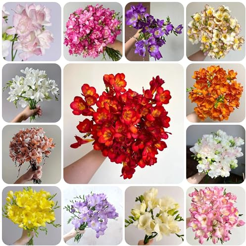 fresias - dede fresias otoño, resistentes, Cultivando jardín en un balcón, Mini rizoma decoración jardín y balcón 12bulbos