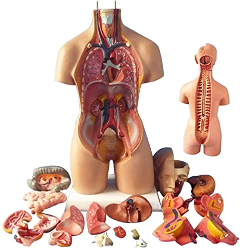 UIGJIOG Menschliches Torso-Modell,Abnehmbare Menschliche Organe,Körper Anatomie Modell,4D Anatomical Assembly Modell Der Menschlichen Organe Modell Toy Torso System Struktur 55Cm