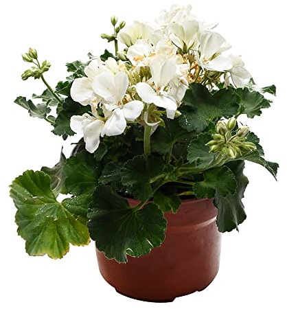 Geranio Blanco DECOALIVE Planta Natural con Flores Blancas