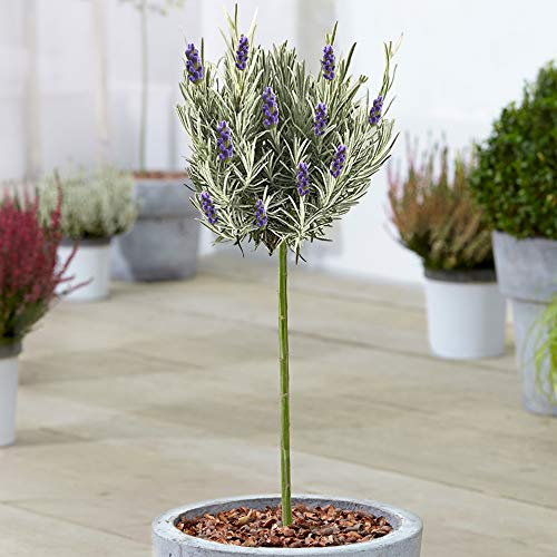 Lavandula Munstead Tree | English Lavender Ornamental Trees for Small Gardens | Potted Garden Plants | Standard Lollipop Stem (70-80cm (Incl. Pot))