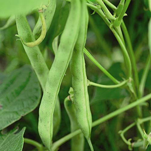 Dwarf Bean Seeds 'Tendergreen' Phaseolus vulgaris Hardy Annual Vegetable Garden Plants Easy to Grow Your Own 1 Packet of 80 Seeds by Thompson and Morgan