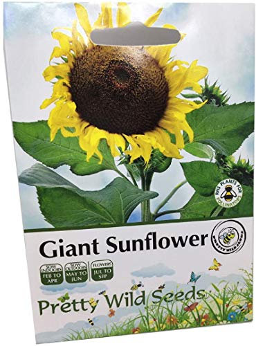 100 Pictorial Yellow Giant Sunflower Seed Packet Contains 100 Seeds