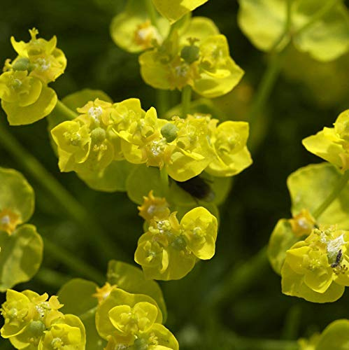 Zypressen Wolfsmilch - Euphorbia cyparissias - lebende Gartenpflanze aus den Baumschulen