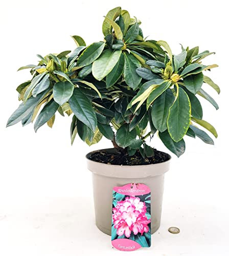 POWERS TO FLOWERS - RODODENDRO BICOLORE BIANCO/ROSA FANTASIA, RHODODENDRON, IN VASO 24CM DIAMETRO, pianta vera
