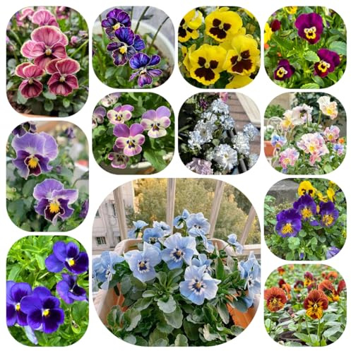 semillas de pensamiento organicas - interior jardín perennes y resistentes es silvestres, 400pcs