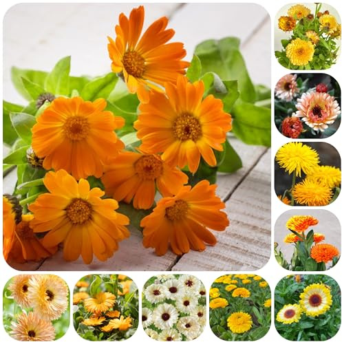 semi di calendula - ornamentali per zone soleggiate per l' di semi balcone recisi balcone in vaso Arredamento del soggiorno con 600semi