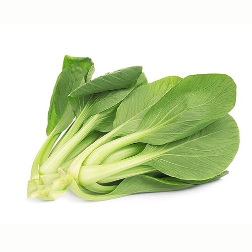 300 piezas Semillas de plantas de repollo chino - Semillas de hierbas Semillas Verduras Pak Choi, Brassica Rapa, Maceta Semillas de hierbas Semillas de hierbas Regalos de lujo Bonsái