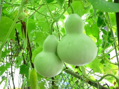 “Calabash” Gourd Seeds – Large Basket and Large Bottle Gourds for Crafts, Utility, or Decorations | Never GMO, Always Heirloom and Open-Pollinated | USA Grown Seeds By Liliana's Garden |