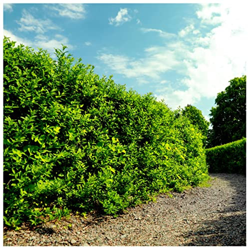30 Green Privet Hedging Plants Ligustrum Hedge 30-50cm, Potted, Dense Evergreen 3fatpigs®