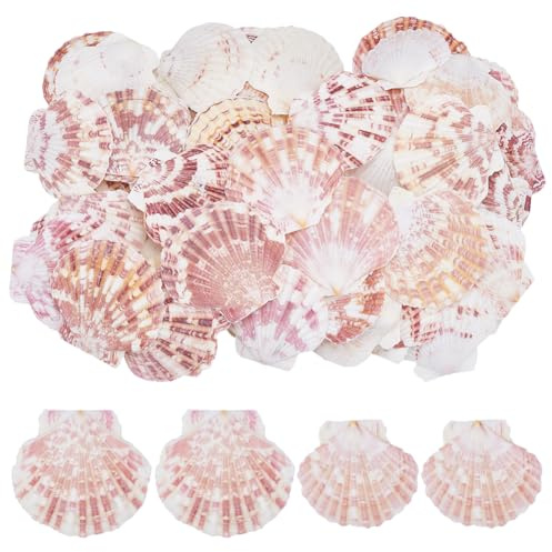 WADORN 65 pièce 2 Styles Coquille Saint Jacques Naturelle, 6~7cm Coquillages Naturels Colorés de Plage Grandes Coquilles Saint Jacques pour Plage Mariage Décor D'Intérieur Bougies DIY