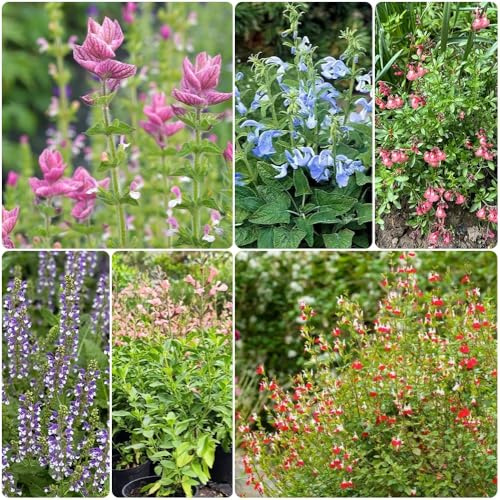 Semillas de salvia, Salvia japonica, Semillas de variedades antiguas orgánicas perennes 200pcs