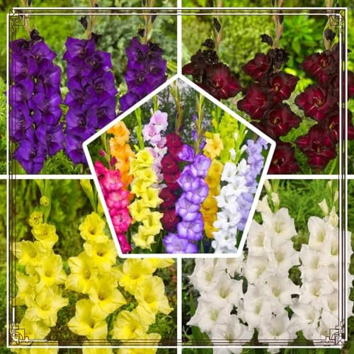 Gladiolus Bulbs/Beautiful Now Mixed Garden/Crop for Planting Now UK/Strong Plants That Grow Well/Mix Golden Jade Carving Feels