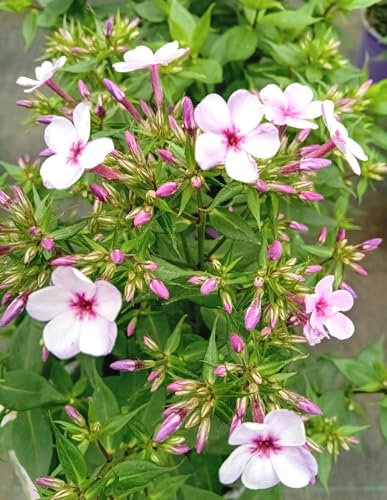 Lot de 10 plantes vivaces grandes fleurs flammes lilas étoile Phlox paniculata