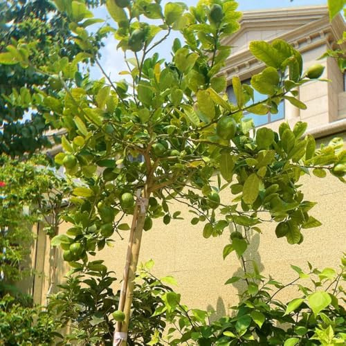 semillas de limonero - resistentes jardín perennes orgánicas balcón invernadero decorativas 150pcs
