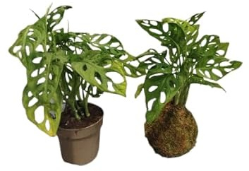 DECOALIVE Planta Natural Monstera Adansonii en Kokedama – Decoración Viva para Hogar y Oficina