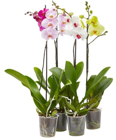 Orquidea phalaenopsis 1 tallo en maceta 12cm surtido variado