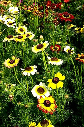 875 Seeds of Chrysanthemum Carinatum Dunnetti Mixed