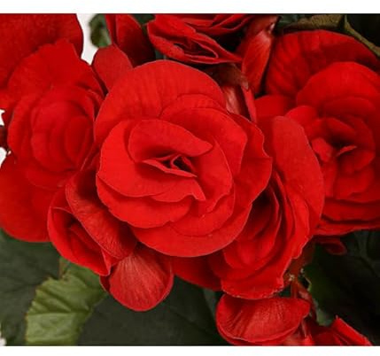 Begonia Elatior DECOALIVE Planta Natural con Flores de Muchos Colores