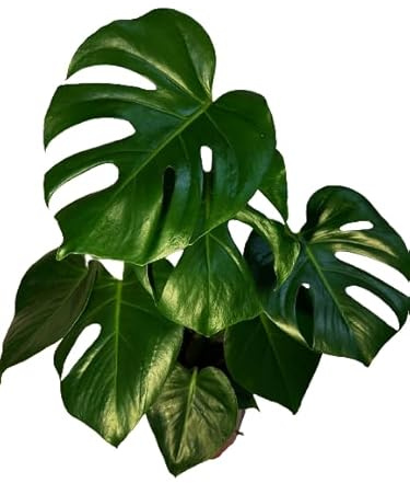 Monstera de Hoja Partida Natural la Joya de tu Jardín