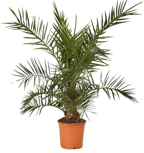 Palmier Des Canaries Phoenix Canariensis 100/120cm Pot 5l - Plante En Pot - Floraison Été Exposition - Exposition Soleil Sol