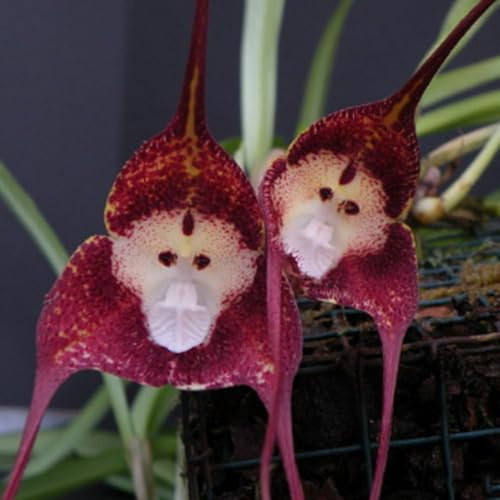 semillas de orquídea mono orquídeas trepadoras resistentes, orgánicas de orquídeas cara de mono de silvestres, para 300pcs