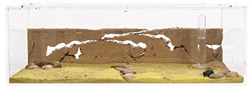 Sand Ant Farm Big - Anthill, Formicarium, Educational, Ants -