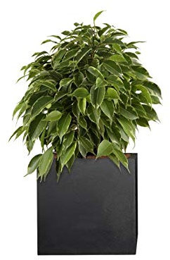 PFLANZWERK® Pflanzkübel Pflanzen - Birkenfeige Ficus Benjamina Kinky 26cm - 4 Stück - Zimmerpflanze - Speziell für Blumentöpfe Blumenkübel *Exklusive Züchtung* *Premium Markenqualität*