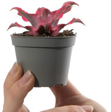 Baby Earth Star - Cryptanthus Ruby Star - Small Indoor Plants - House Plants for Home Office - Grow Your Own Baby Plant - Indoor Plant in Pot