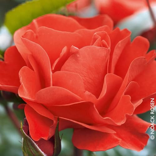 Beetrose „Westpoint (Premium) 4er-Set - blutorange blühende Topfrose, im 6 L Topf - frisch aus der Gärtnerei - Pflanzen-Kölle Gartenrose