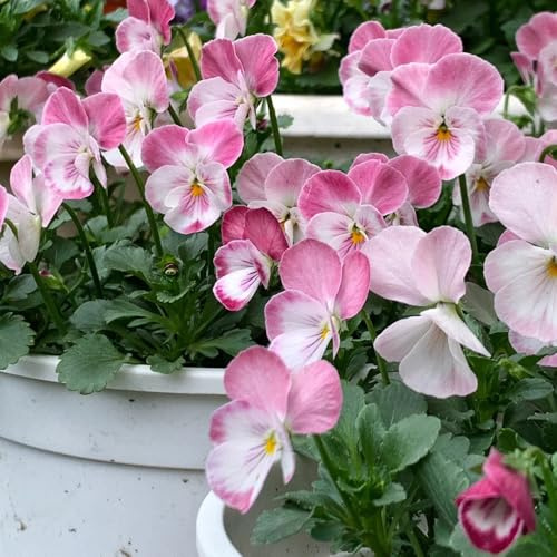 stiefmütterchen - wildblumensamen bodendecker winterhart mehrjährig exotische zimmerpflanzen topfpflanze winterharte kübelpflanzen pflanzensamen mehrjährige stauden winterhart 750samen