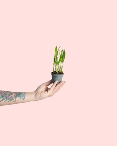 Palma Areca Mini | Plantas Naturales Terrario | Pur Plant