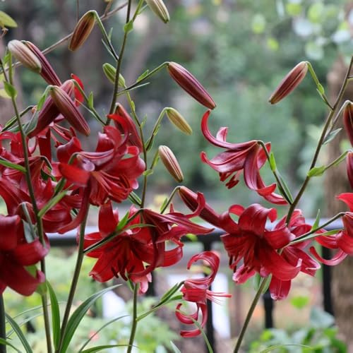 Semillas de lirio, Lilium brownii, para lugares soleados semillas de silvestres raras aptas para las abejas invernaderos balcón decoración sala estar 40pcs