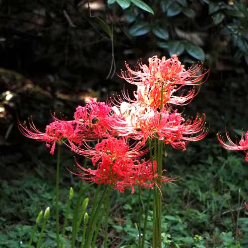 giglio ragno - Lycoris Radiata ornamentali resistenti ufficio balcone d'appartamento esotiche giardino 5bulbi