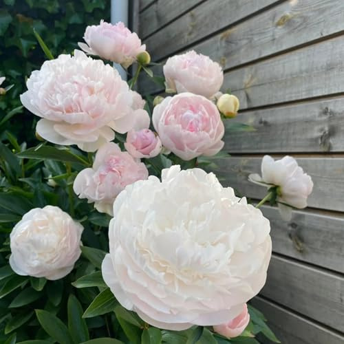 Peonias : Tubérculos resistentes para jardín - Fáciles de cuidar con rizoma-1rizoma-J