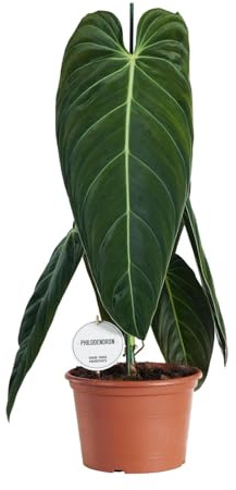 Philodendron Melanochrysum – Pianta d'appartamento – Ø 21 cm – 75 cm – Cera da arrampicata esotica con foglie vellutate – Facile da pulire e purificante – Per soggiorno e ufficio