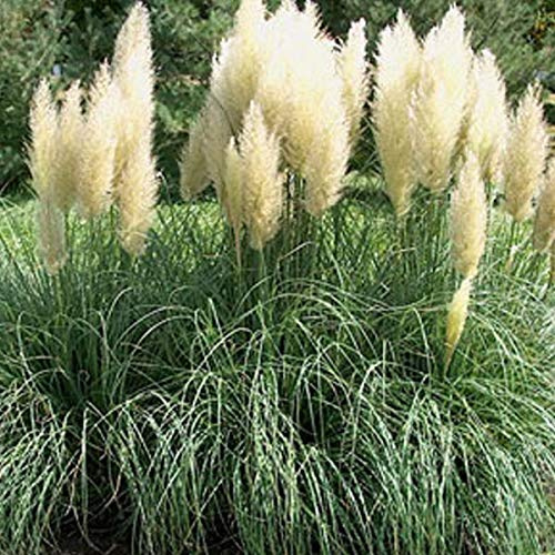 6er-Set Zierliches Pampasgras 'Pumila' - Cortaderia Selloana: Kompakt im 9x9cm Topf.