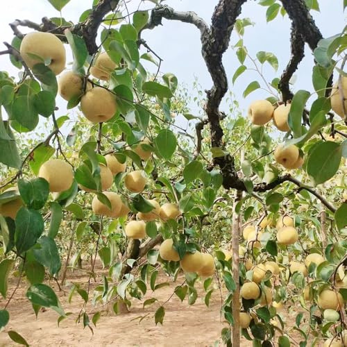 peral, semillas de pera Balcón exótico a prueba de invierno peras raros espaldera jardín rocas con resistentes 25semillas