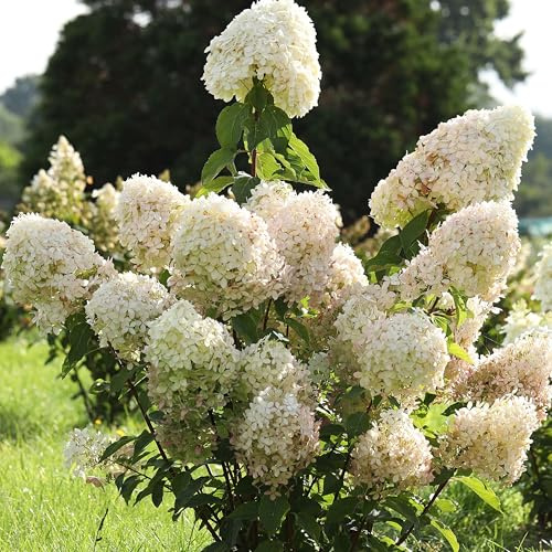 GARTEN SCHLÜTER® Rispenhortensie Phantom cremeweiß-rosarot | Hortensie winterhart & mehrjährig - Hydrangea paniculata - 1 Pflanze