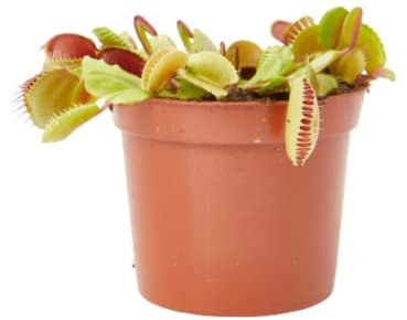 Verdecora Planta Carnívora Dionaea Muscipula | Venus Atrapamoscas | Planta Insectívora de interior (Maceta Ø9cm)