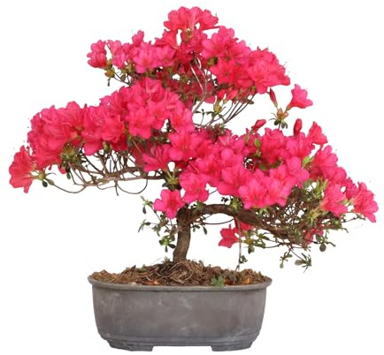 KENTIS - Bonsai di Azalea Satsuky - Rhododendron Indicum Coltivato in Giappone - Pianta Vera da Esterno Fiorita Balcone - H 25/35 cm Vaso 15 cm