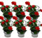 Geranios colgantes – Pelargonium peltatum – Maceta de 12 cm – Juego de 6 plantas – Rojo oscuro
