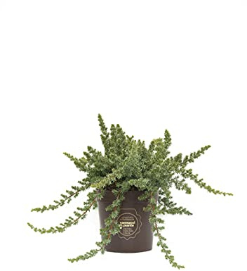 Vannucci Piante - Juniperus conferta 'Blue Pacific', Ginepro, Pianta vera in vaso, Pianta da terrazzo (cod. 22)