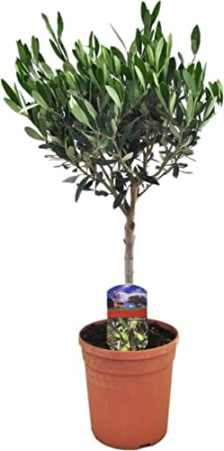 DECOALIVE Olivo Árbol Natural para el Interior del Hogar, 8435712005234