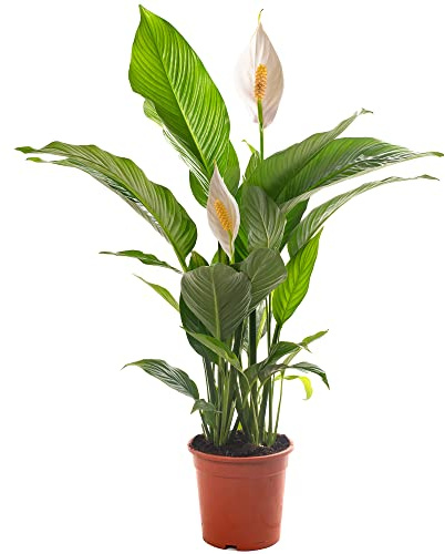 Spathiphyllum, gigante pianta d'appartamento, purifica l'aria in casa.
