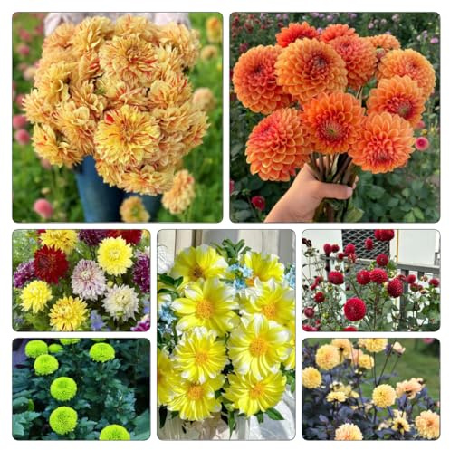 Tuberi di dalia - balcone con in vaso balcone rampicanti giardino interno di decorazioni giardino per esterni rari 5pcs