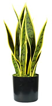 King Collection Pflanze SANSEVIERIA H. 45 cm 12 Blätter grün