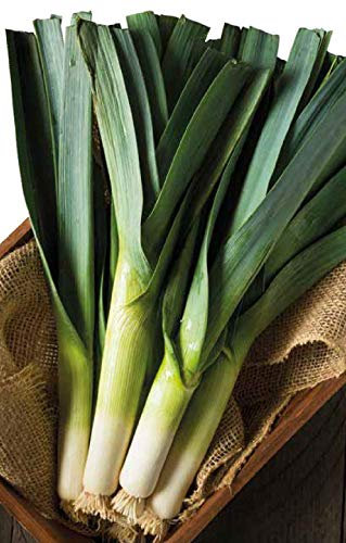 Germisem Lauch WINTER GIANT 2, ECBIO1017