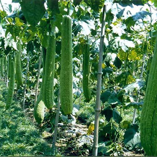 strimusimak 20Pcs Loofah Seeds High Germination Rate Vegetable Seeds Medium Watering Green Vegetable Seeds for Outdoor Garden Farm Planting Seeds